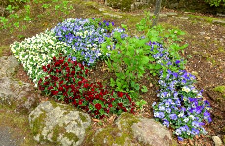 Pansies - Gora Park - Hakone, Kanagawa, Japan - DSC08413