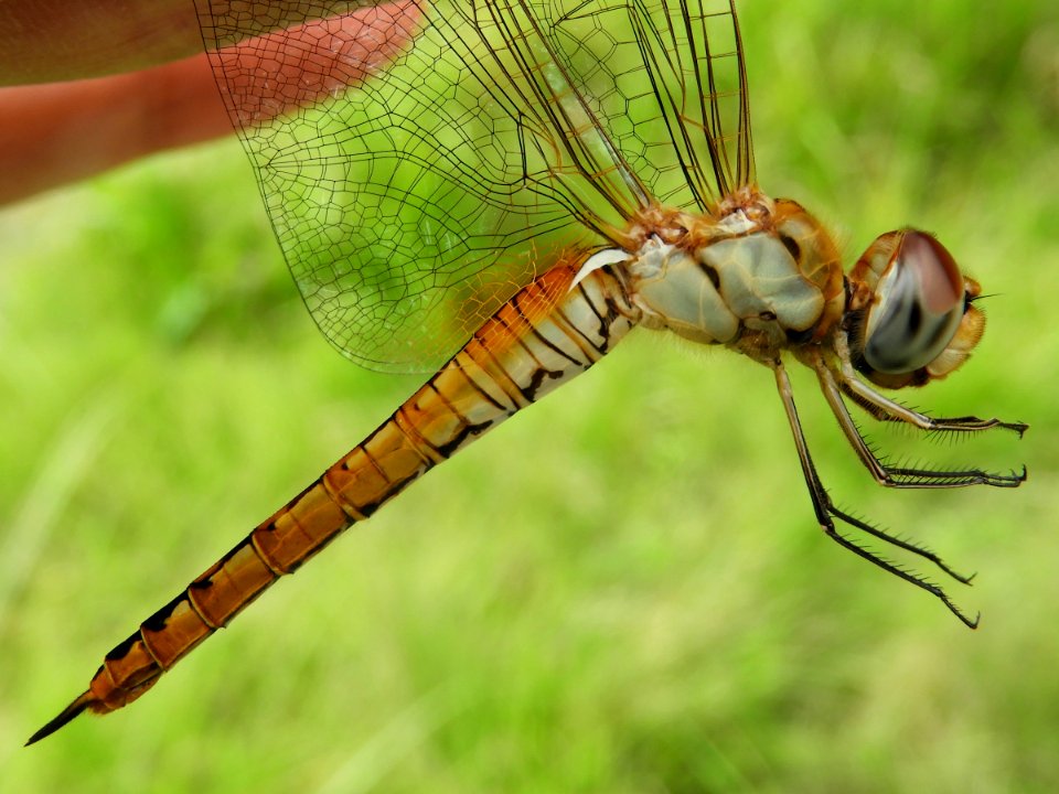 Pantala flavescens(Female,Japan,2017.08.30)