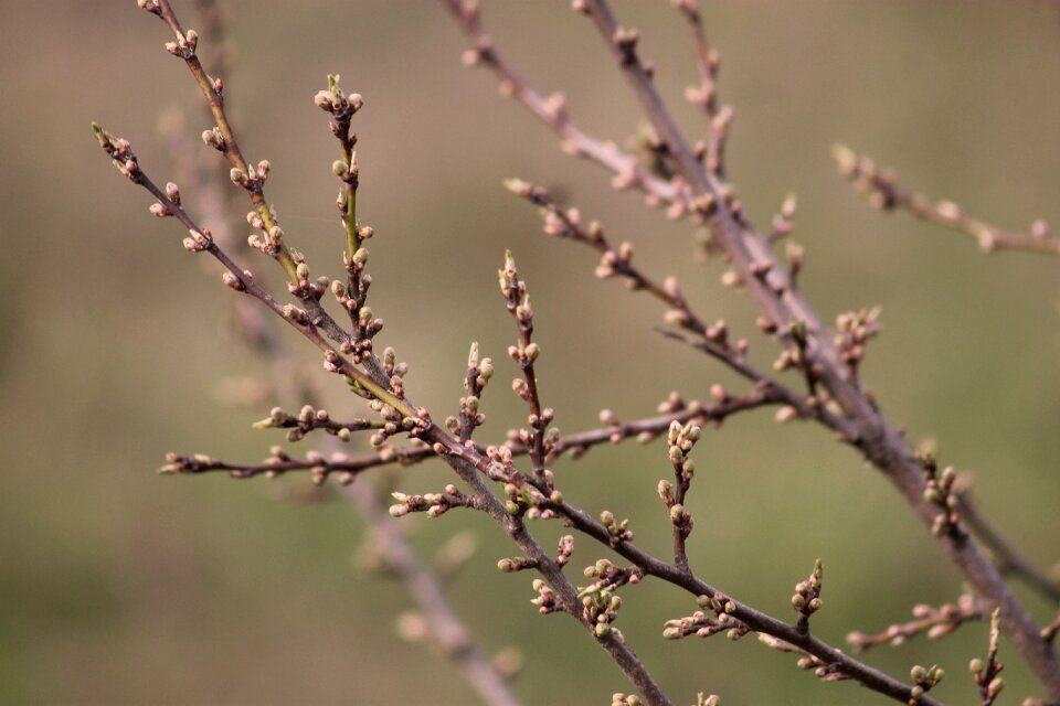 Buds nature plants