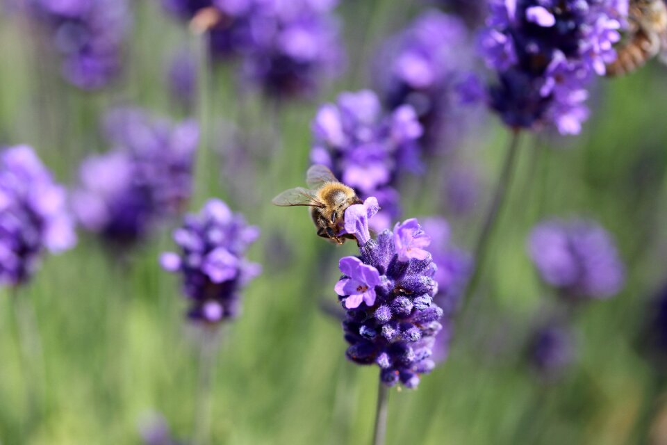 Purple flower lavender pollination