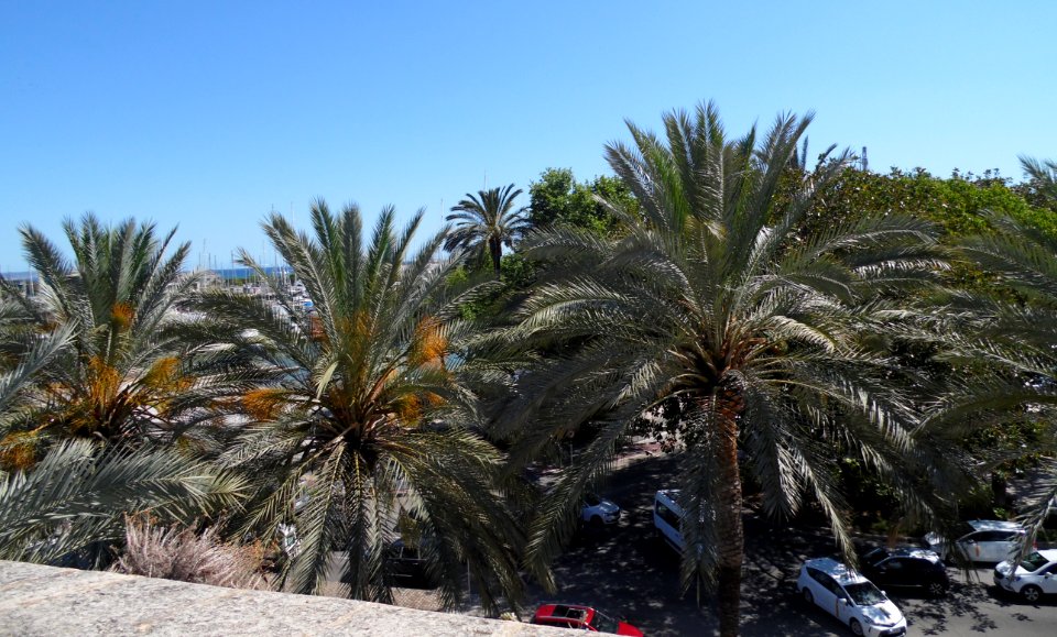 PALMA de MALLORCA, AB-183
