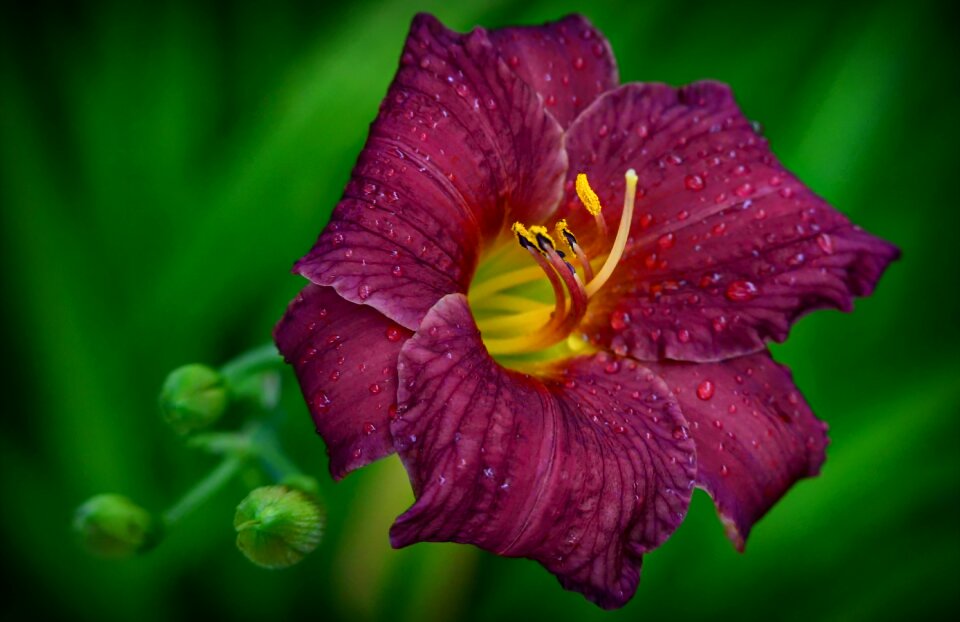 Nature summer summer flower