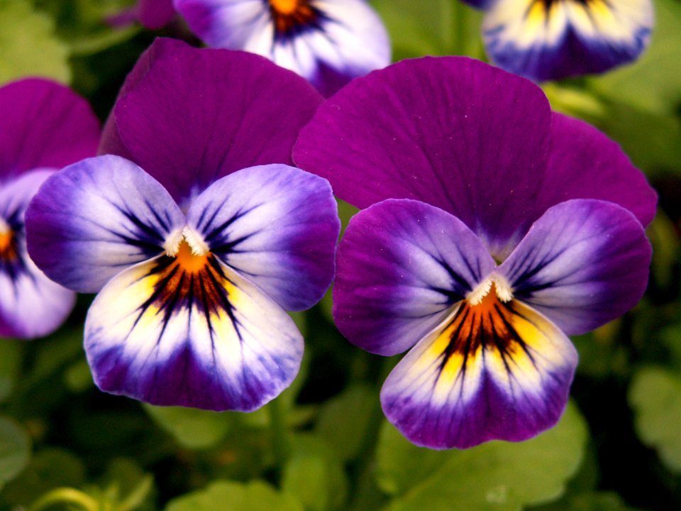Pansy “Spring Matrix Midnight Glow,” Phipps Conservatory, 2015-03-25, 01
