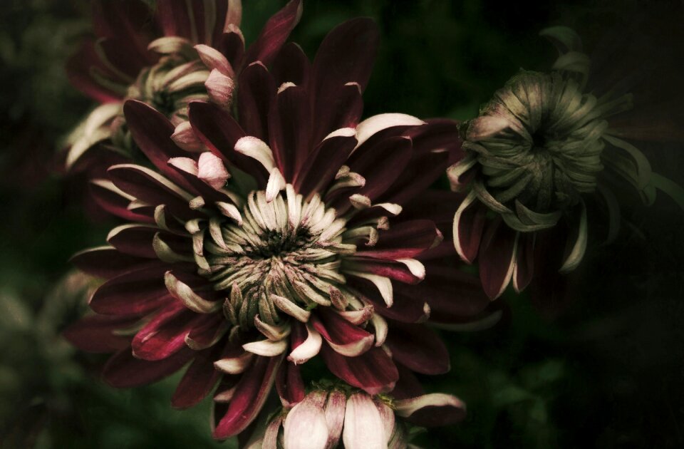 Dark macro flora