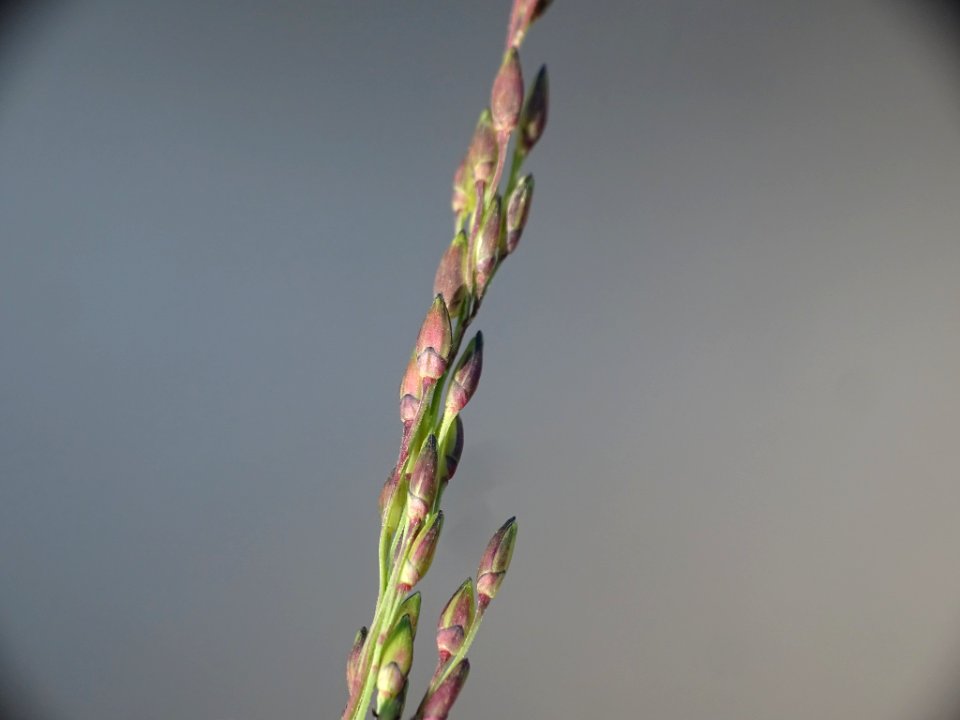 Panicum dichotomiflorum inflorescence (16)