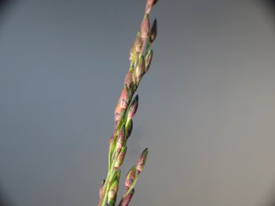 Panicum dichotomiflorum inflorescence (16)