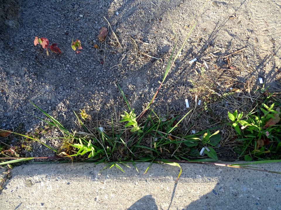 Panicum dichotomiflorum plant (09)
