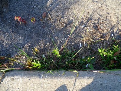 Panicum dichotomiflorum plant (09)