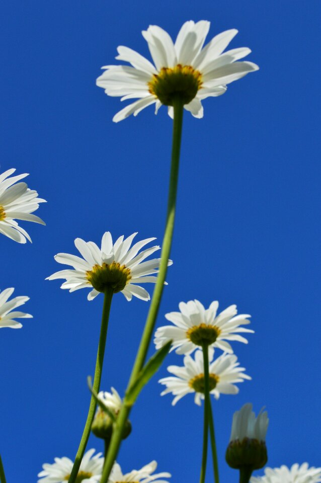 White summer chamomile
