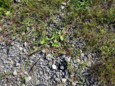 Panicum dichotomiflorum plant (11)