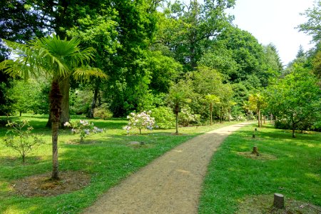 Palm Avenue - Sheffield Park and Garden - East Sussex, England - DSC05632