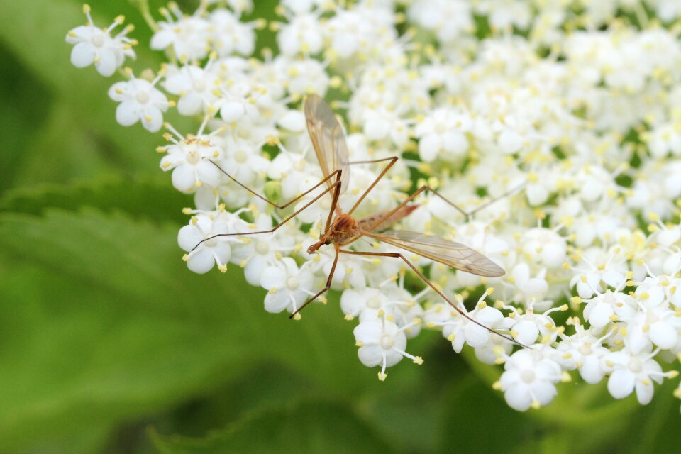 Elderflower plant beetle