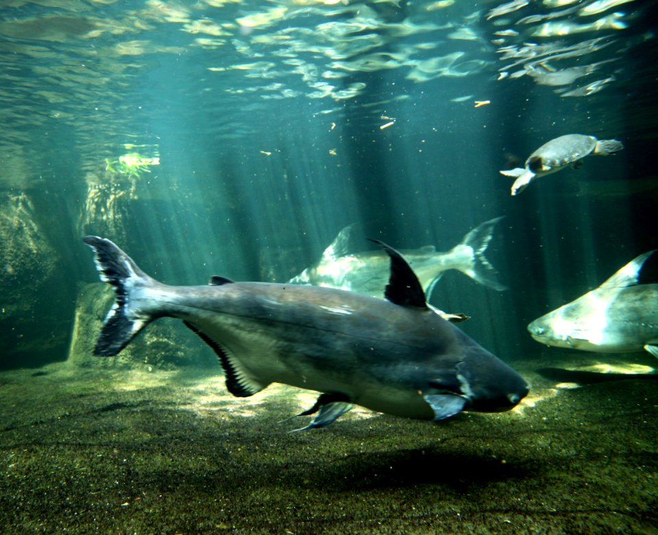 Pangasius sanitwongsei Zoologischer Garten Aquarium Berlin