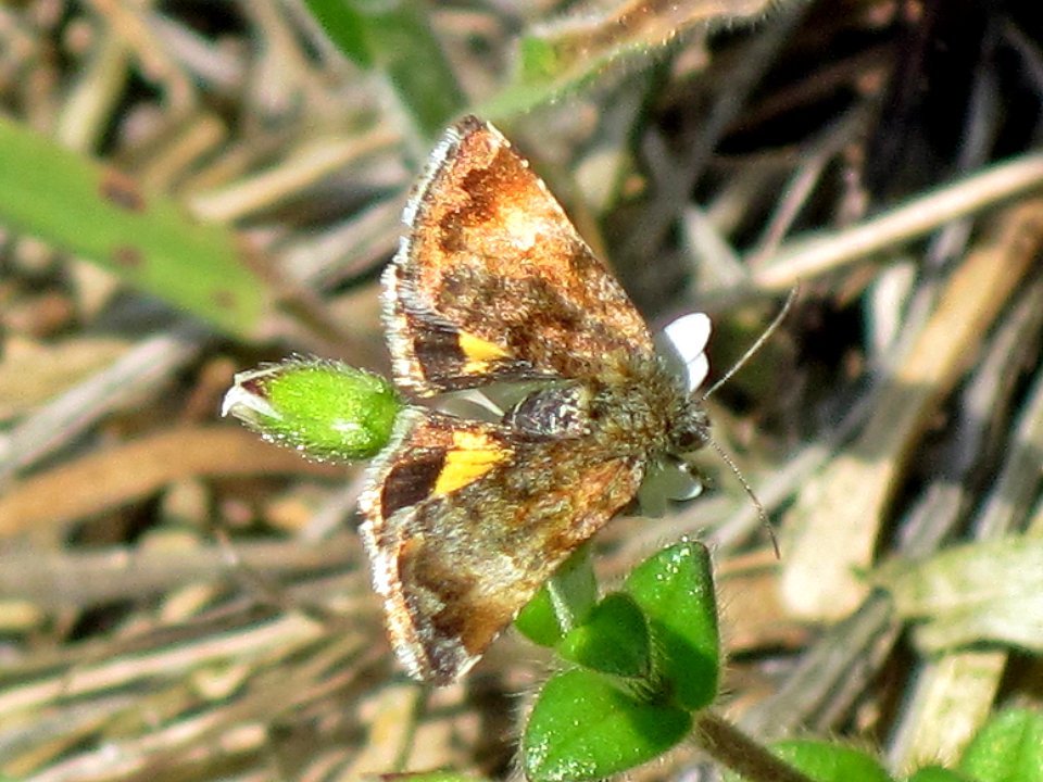 Panemeria tenebrata (Small Yellow Underwing), Arnhem, the Netherlands