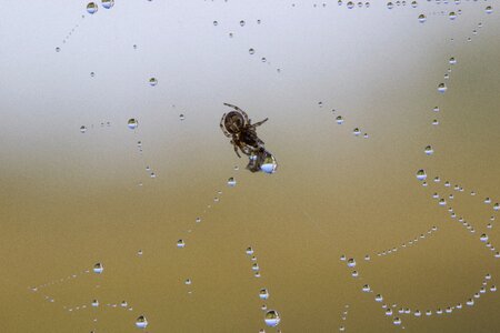 Mosquito dewdrop cobweb photo