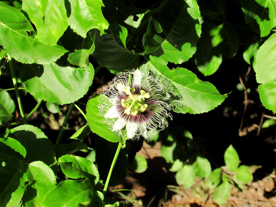 Nature passion fruit flowers