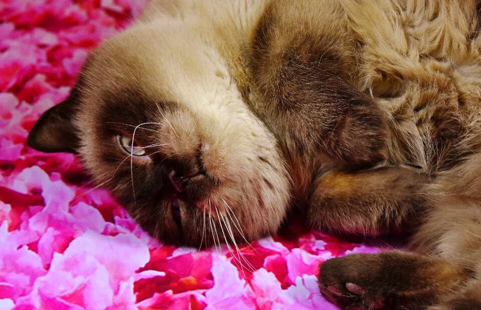 Domestic cat fur cute
