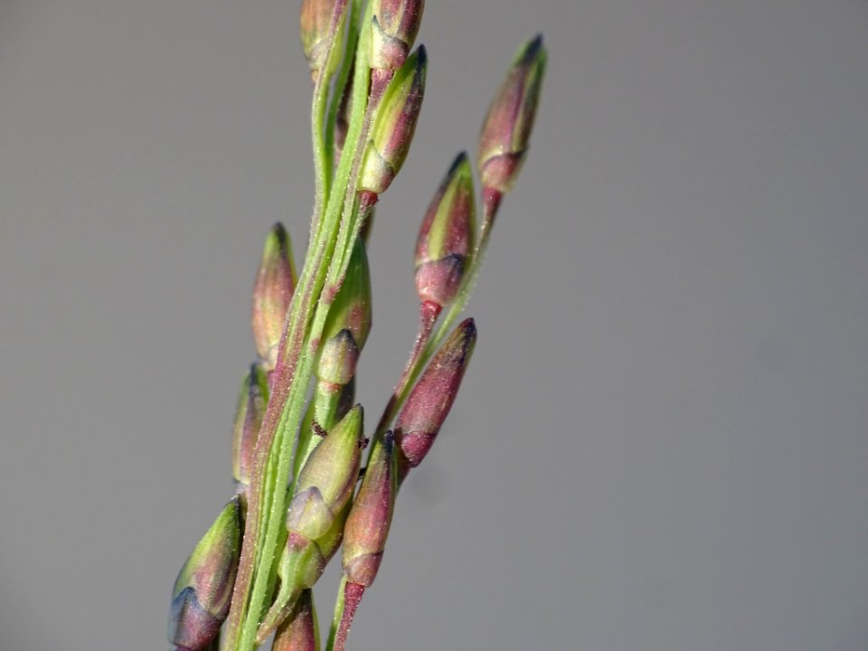 Panicum dichotomiflorum inflorescence (17)