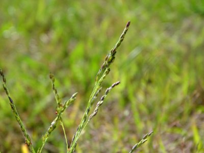 Panicum dichotomiflorum inflorescence (19)