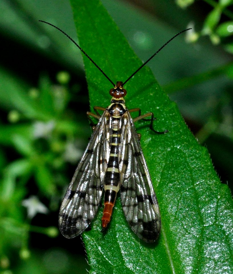 Panorpa-communis-f-02-fws
