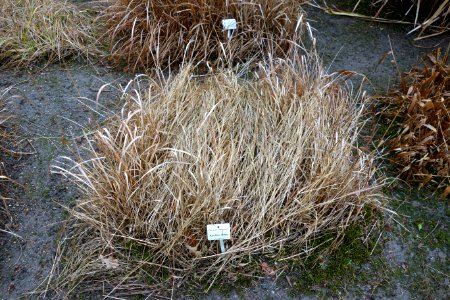 Panicum bulbosum - Botanischer Garten, Dresden, Germany - DSC08762