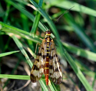 Panorpa-vulgaris-f-03-fws