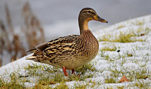 Grass water birds wild birds