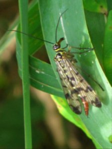 Panorpa communis (common scorpionfly), Arnhem, the Netherlands