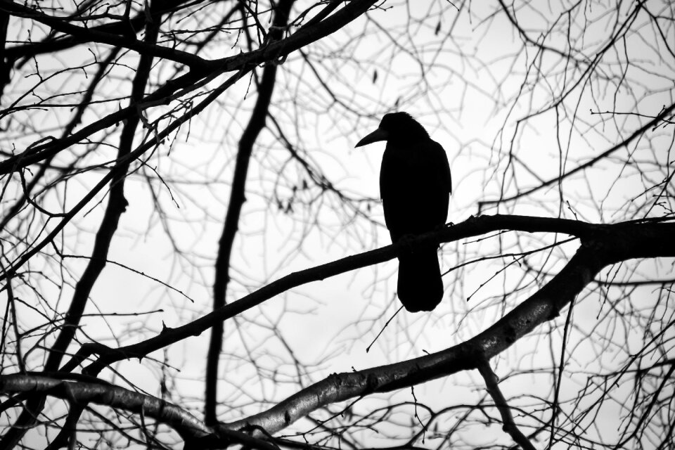 Sadness nature beak