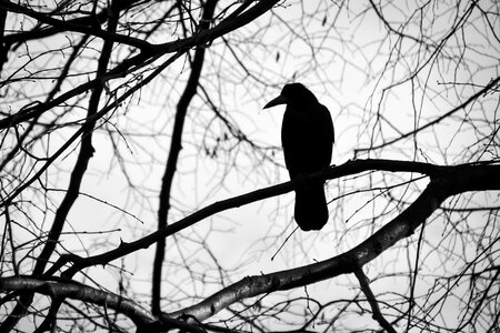 Sadness nature beak