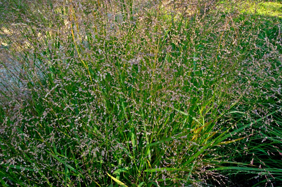 Panicum virgatum JdP