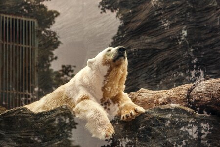 Fur polar bear wildlife