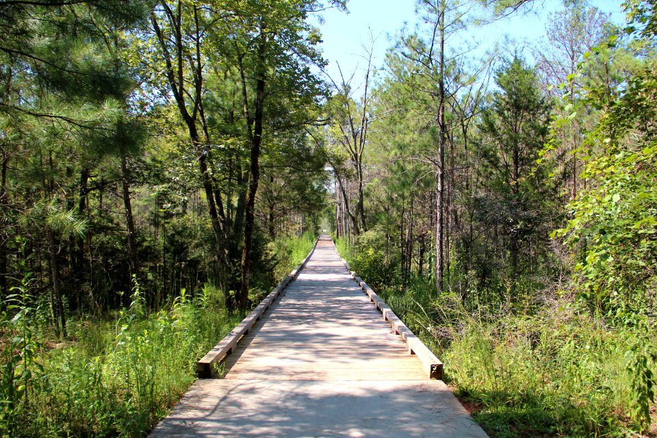 Panola Mountain viewing platform, Sept 2017