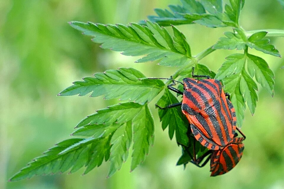 Pairing nature fauna