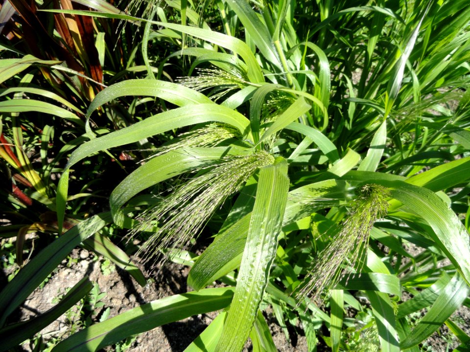 Panicum virgatum - Botanical Garden in Kaisaniemi, Helsinki - DSC03562