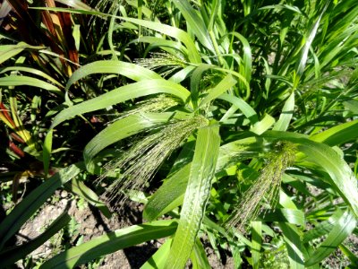 Panicum virgatum - Botanical Garden in Kaisaniemi, Helsinki - DSC03562