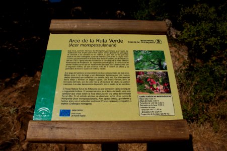 Panneau Acer monspessulanum Torcal
