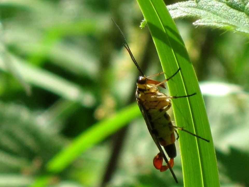Panorpa communis (common scorpionfly) (male) sideview, Arnhem, the Netherlands