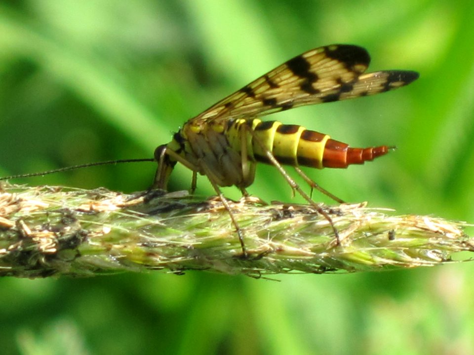 Panorpa communis (common scorpionfly) (female) sideview, Arnhem, the Netherlands