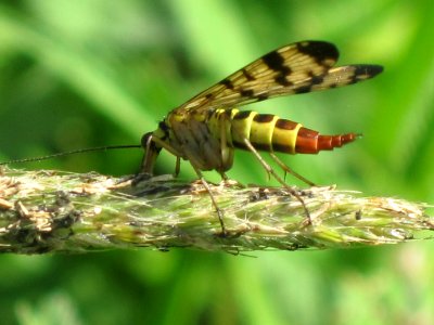 Panorpa communis (common scorpionfly) (female) sideview, Arnhem, the Netherlands