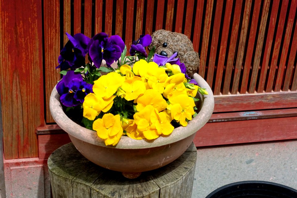 Pansies - Kanazawa, Japan - DSC00111