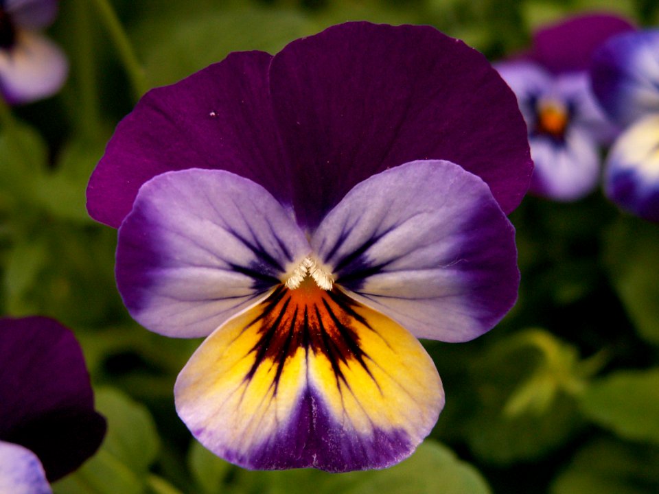 Pansy “Spring Matrix Midnight Glow,” Phipps Conservatory, 2015-03-25, 02