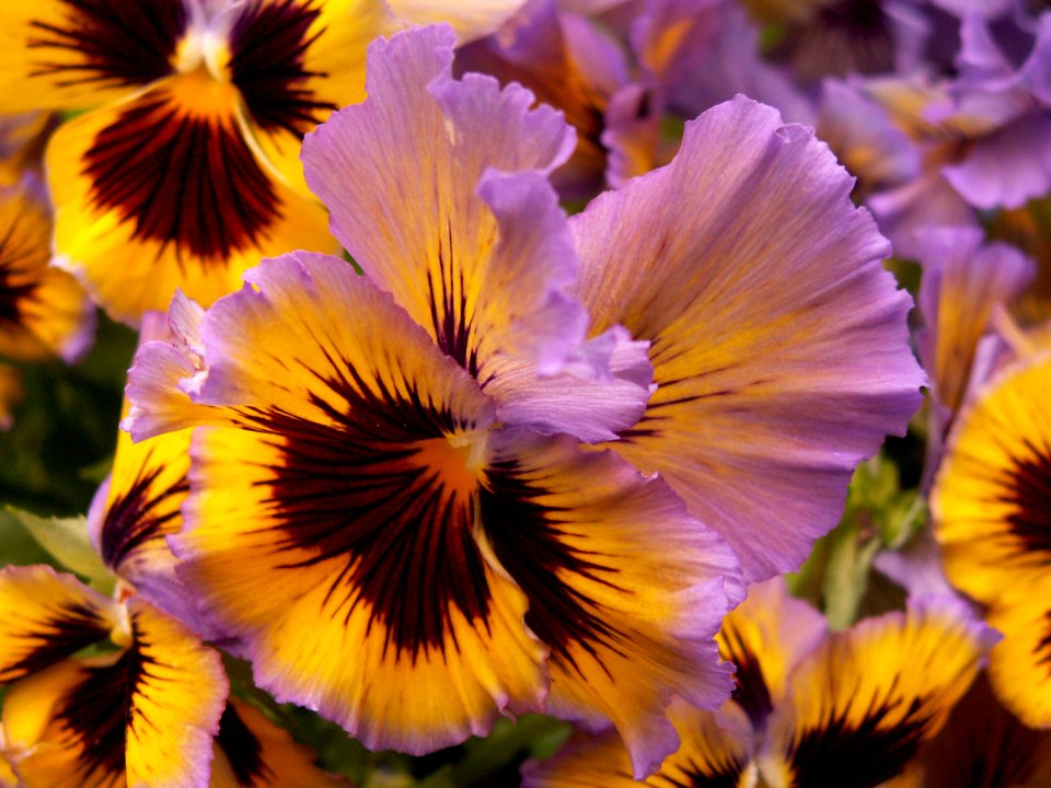 Pansy “Frizzle Sizzle Yellow Blue Swirl,” Phipps Conservatory, 2015-03-25, 01