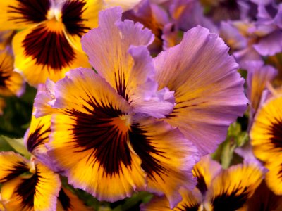 Pansy “Frizzle Sizzle Yellow Blue Swirl,” Phipps Conservatory, 2015-03-25, 01 photo