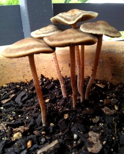 Panaeolus cinctulus 3070848