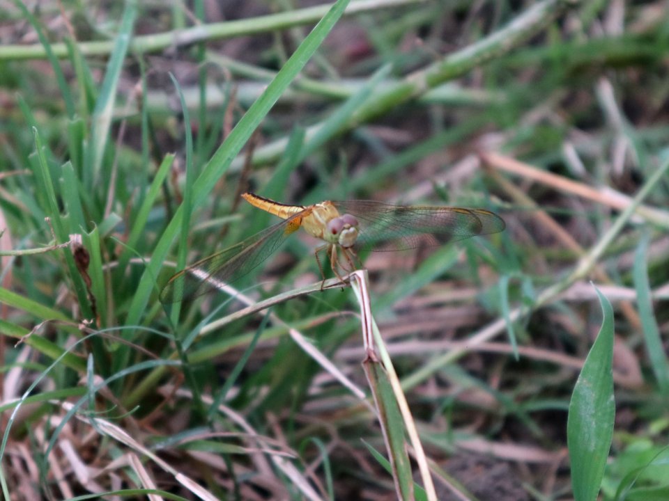 Pantala flavescens, the globe skimmer, globe wanderer or wandering glider 3