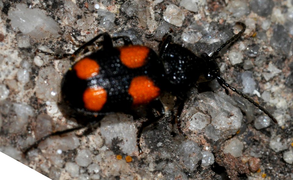 Panagaeus-bipustulatus-02-fws