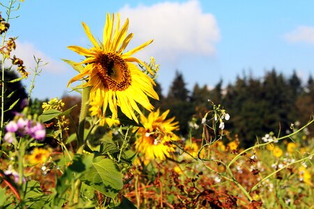 Summer flowers bloom