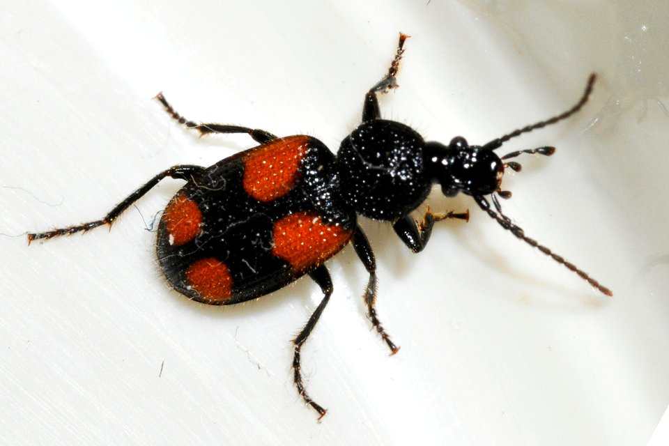 Panagaeus-bipustulatus-01-fws