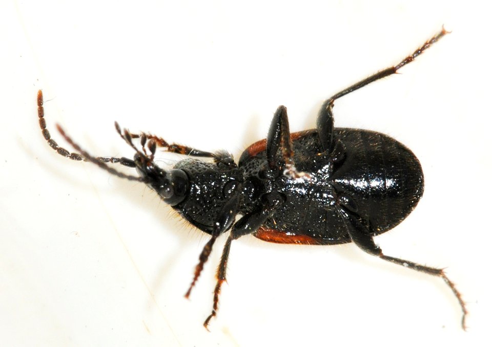 Panagaeus-bipustulatus-03-fws